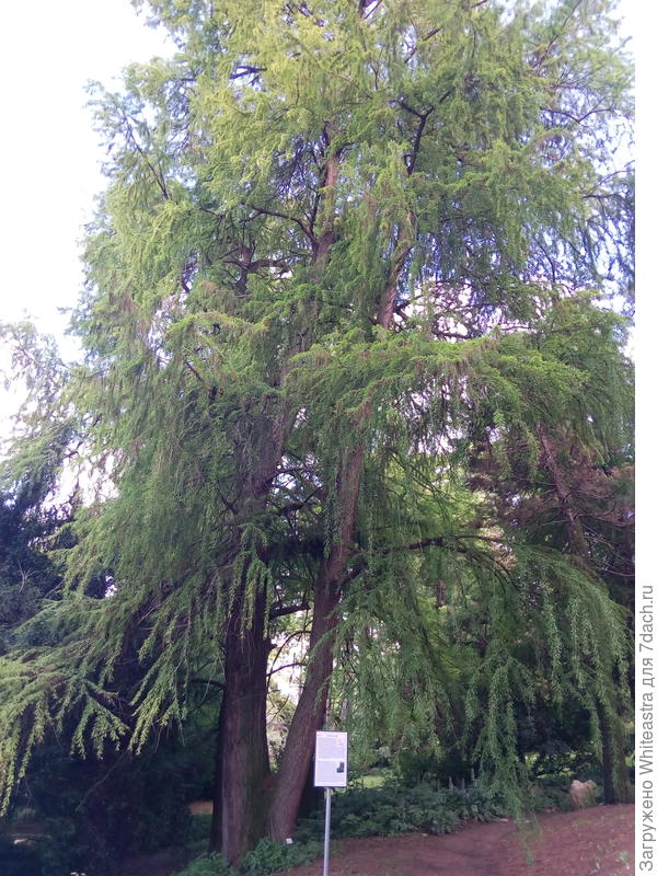 Taxodium huegelii (монтесумский кипарис)