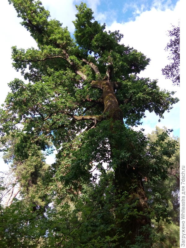Quercus pubescentis