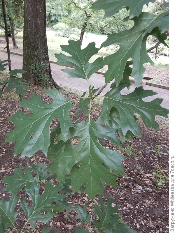 Quercus rubra
