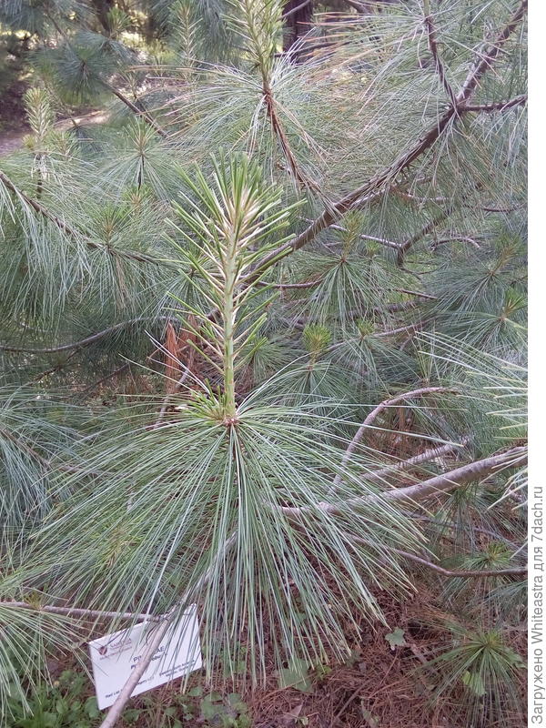 Pinus strobus