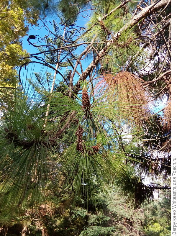 Pinus montezumae