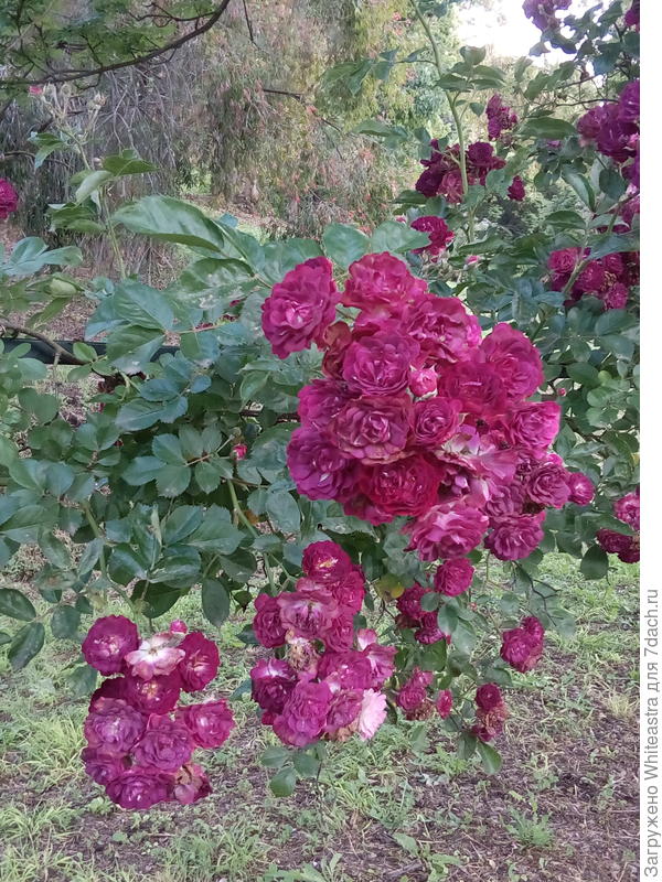 Blue Magenta