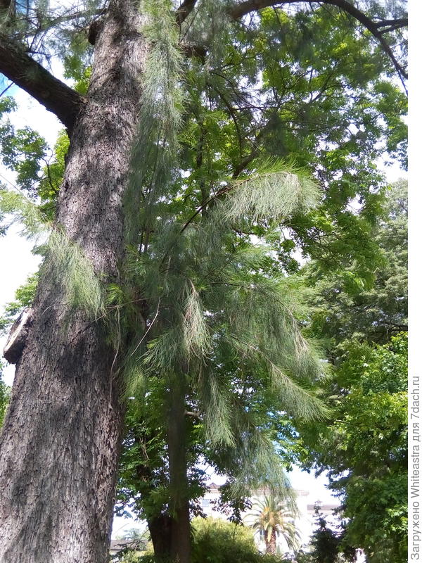 Casuarina junghuhniana