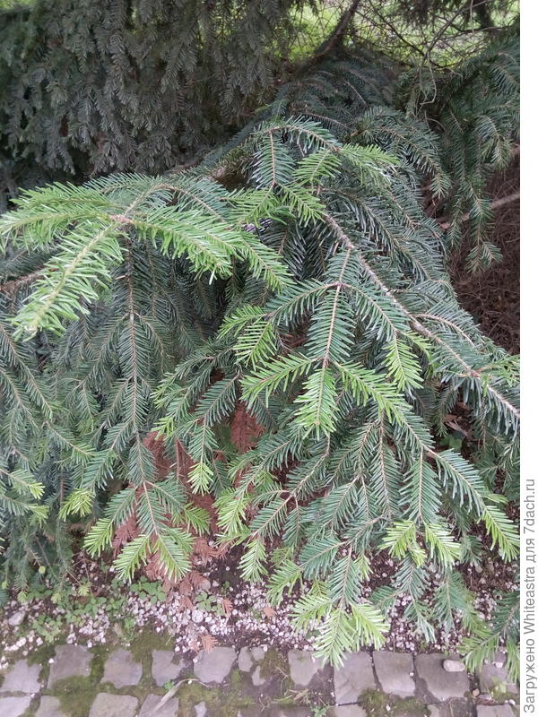 Abies alba