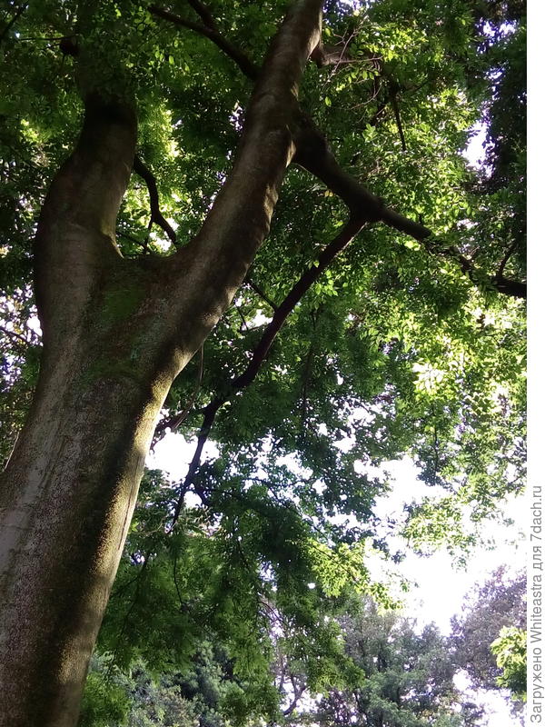 Celtis australis