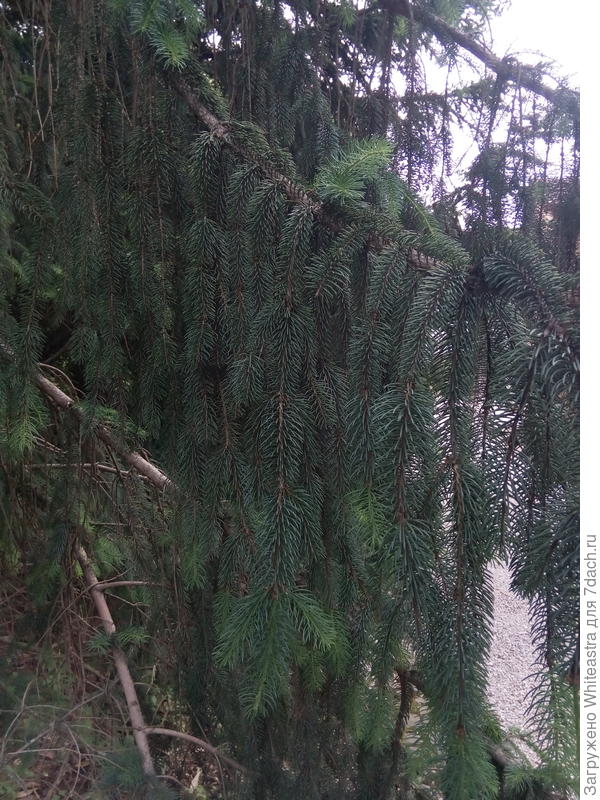 Picea abies
