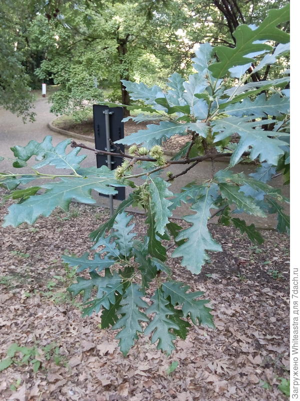 Quercus cerris