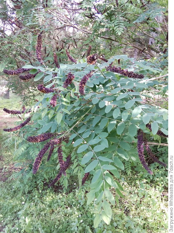 Увы, табличка нечитаема, семейство Fabaceae