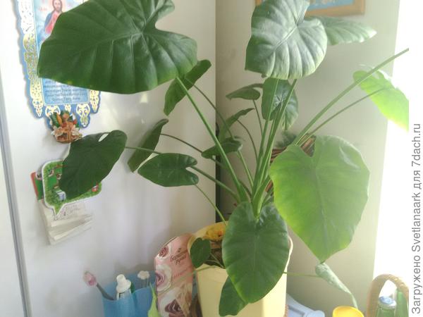 Пожалуйста, как называется этот цветок?