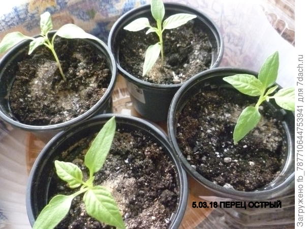 вовремя заметила тлю