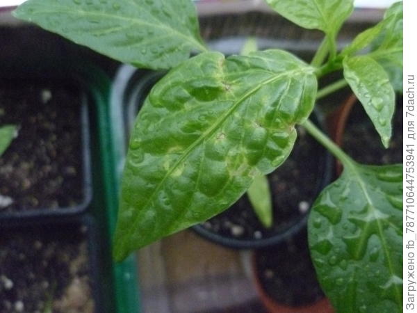 очень похоже на тлю