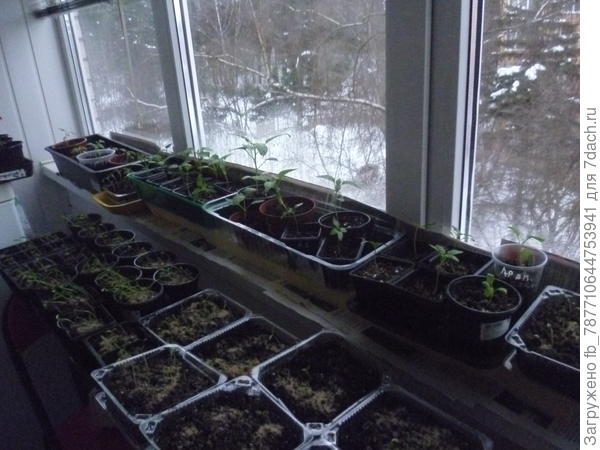 12.03.18-и вся рассада на лоджии теперь