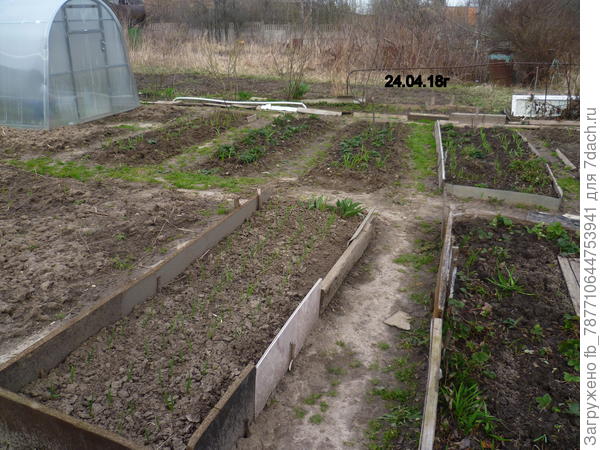 клубника,грядки,чеснок