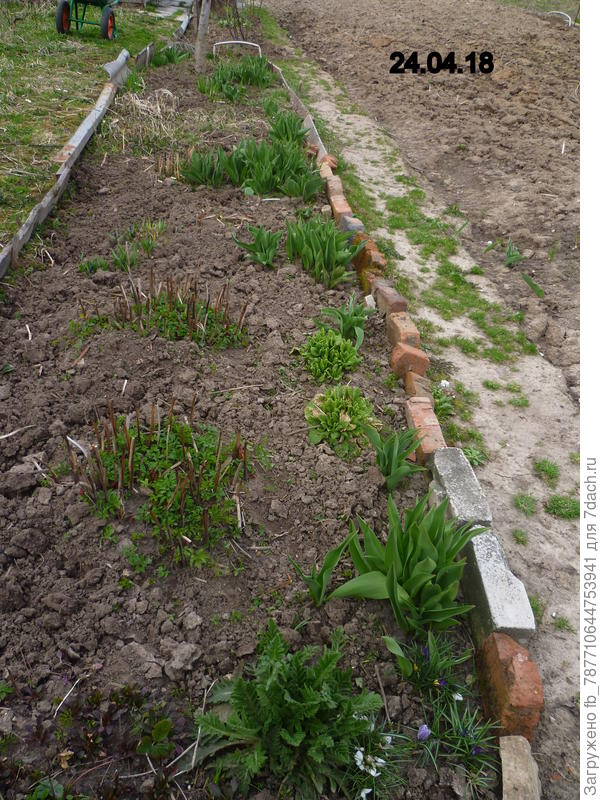 цветник,весна