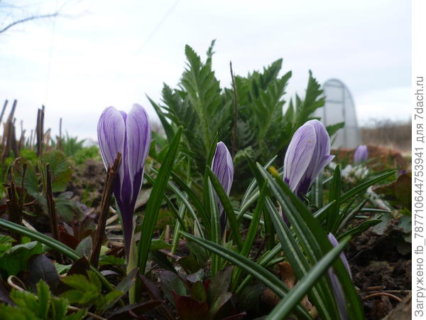 крокусы