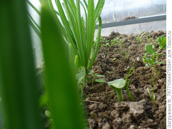 весна,кабачки,лук