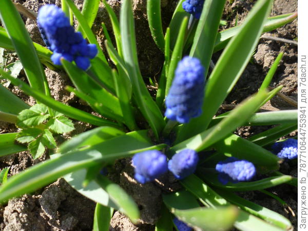 а название не знаю