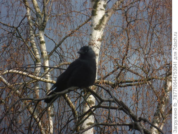 Наглуша моя