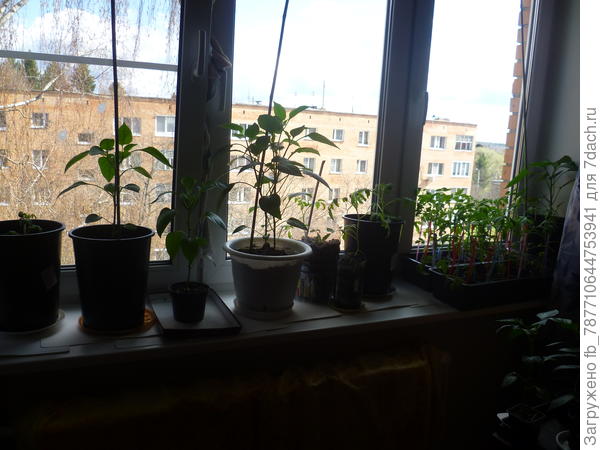 сл.перцы и томаты