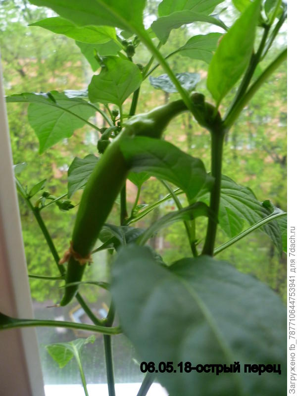 перец острый