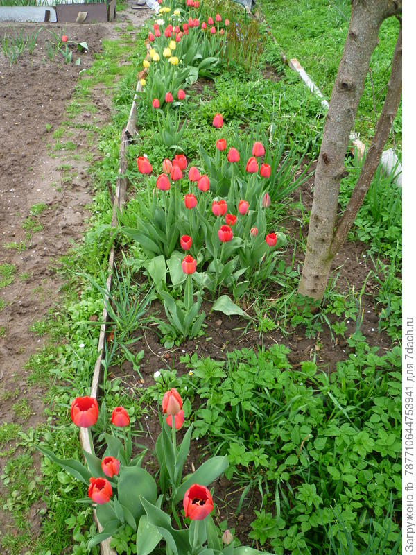 и вот опять цветут тюльпаны в мае.