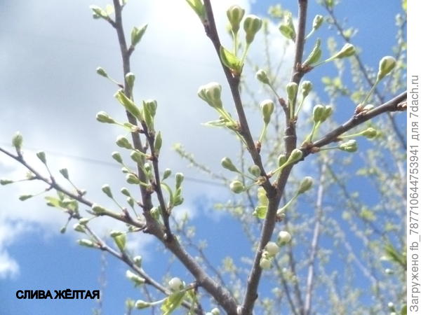 и слива расцвела,значит будет урожай