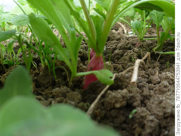 вчера высадила из парника капусту в ОГ,редиску убрала,да ямки подготовила для томатов и перца.