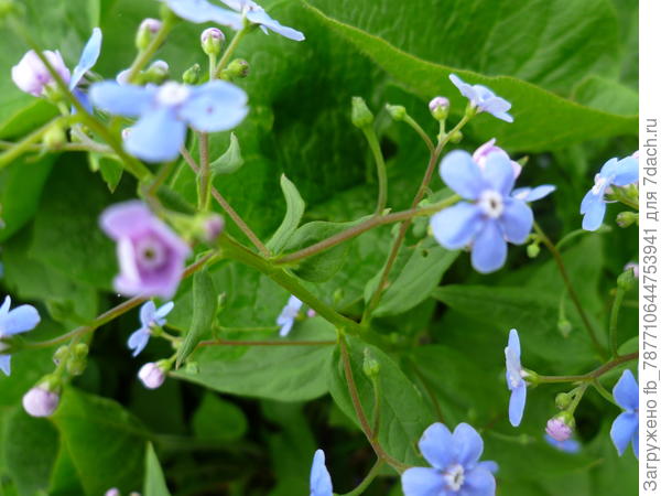 и незабудка расцвела-так ведь-весна