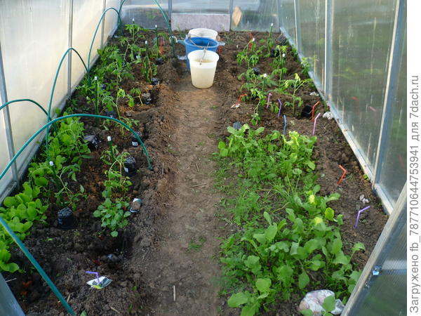 в теплице высаживаю рассаду