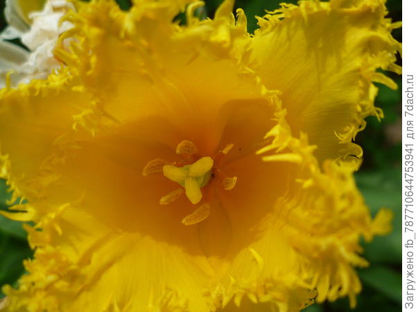 с бахромой.и ещё другого цвета..Красота сейчас