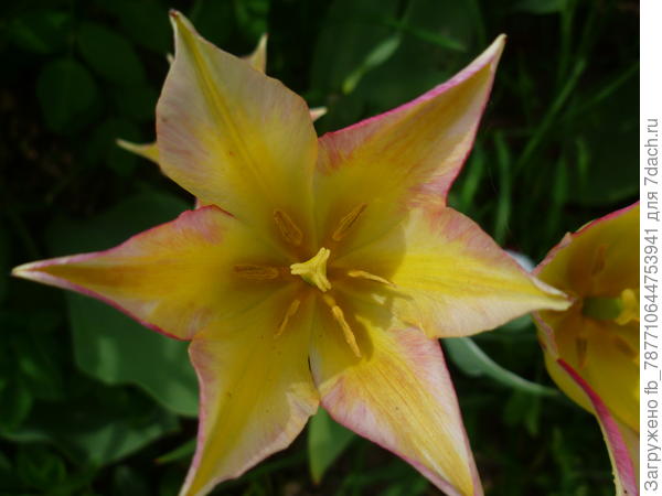 вот такие цветут сейчас тюльпаны