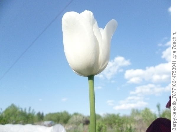 белоснежка моя