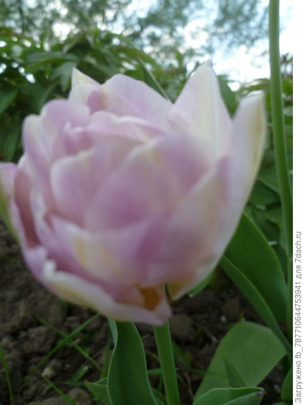 а вот такая ещё красота