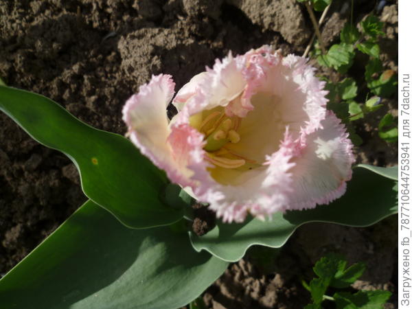 тюльпанчик вам