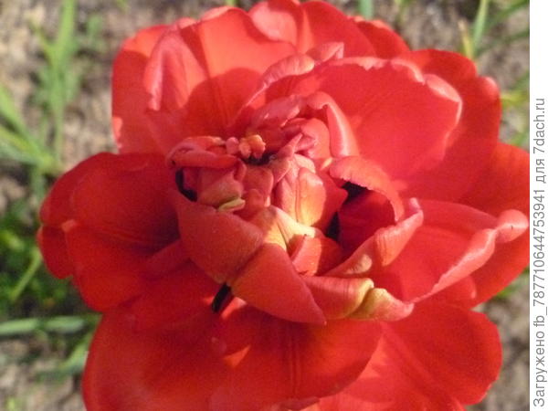 и вам тюльпанчик -махровый,словно МАК