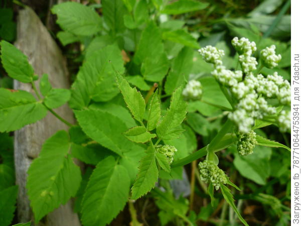 сныть,листочки мягкие и зонтичное соцветие