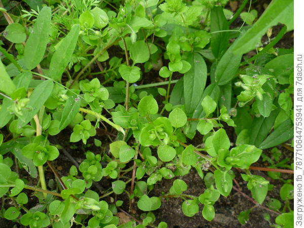 мокруша,это я так её называю