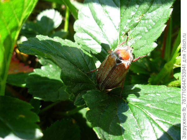 это точно майский жук?