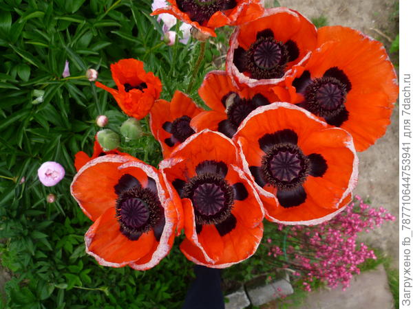 вот такой он кустик мой