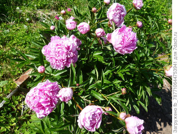 поздний сорт пиона