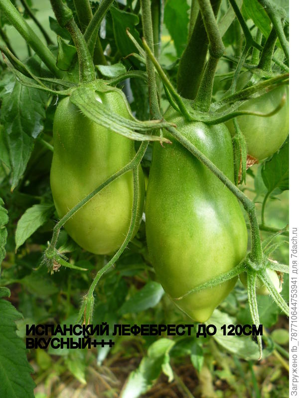 Вот такие висят фонарики.
