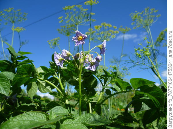сорт&quot;Голубизна&quot;.очень вкусная картошка-быстро варится,кожица тонкая.