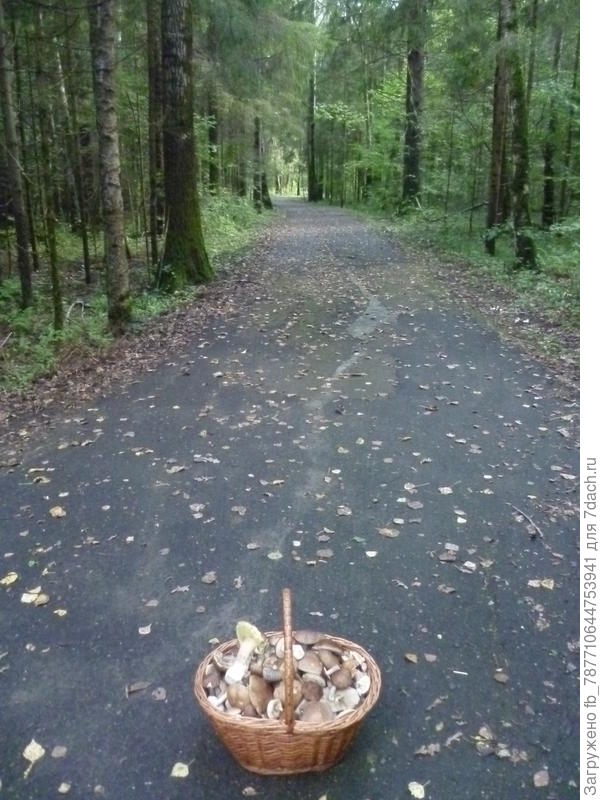 Вот по терринкуру 200м и налево за белыми и др.грибами. А здесь вдоль дорожки всегда собираем опята осенние