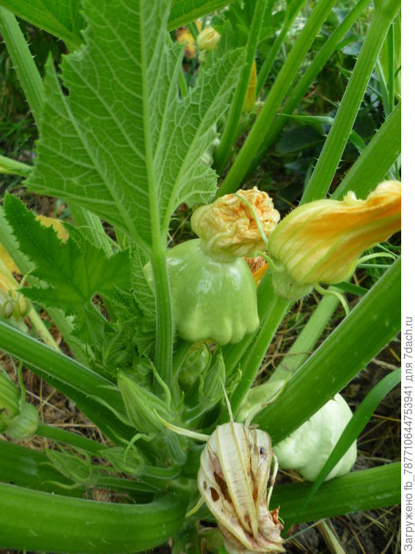 Вот мои любимчики,уже подрастают.