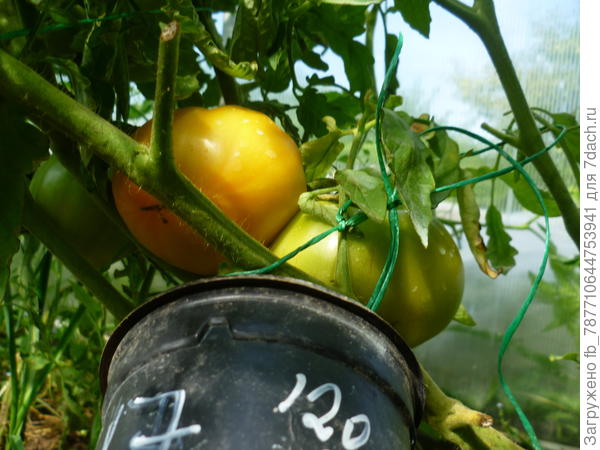 Гигант лимонный