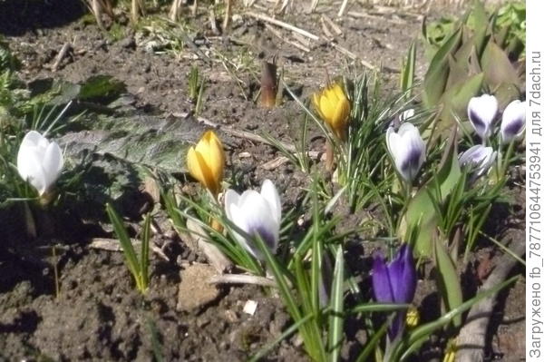 вот тебе,Бела,для поднятия настроя-эти первые весенние цветочки