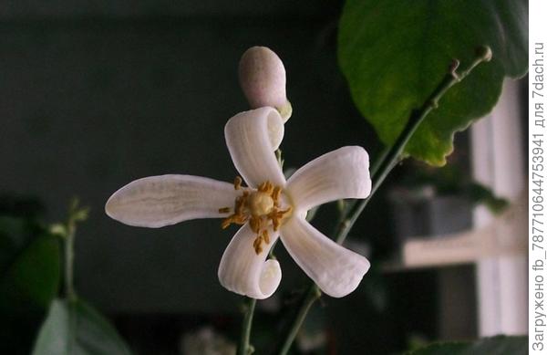 вот как цветёт лимон (фото Е.Ф)