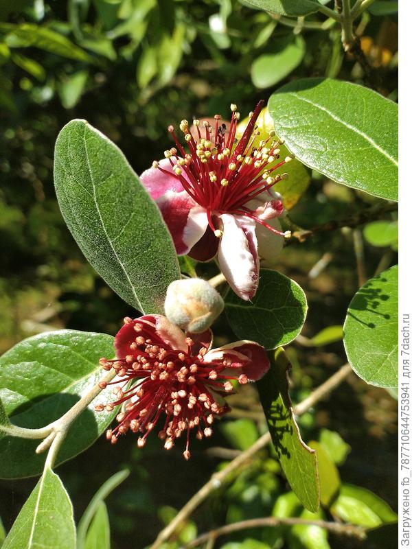 Вот так красочно цветёт фейхоа