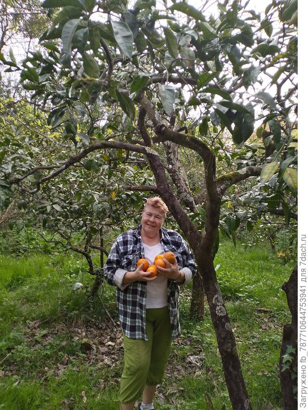 А в саду апельсины на деревьях и это в апреле