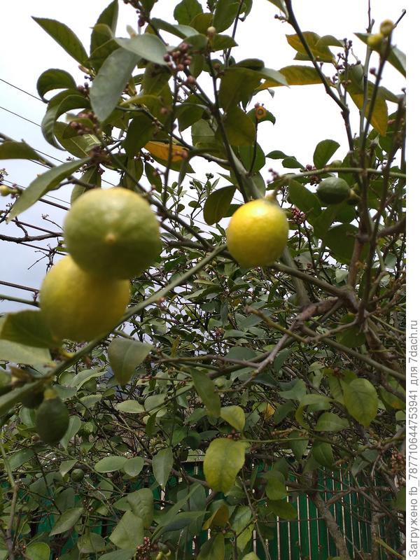 Домашний лимон маленький,а в саду большооое дерево.